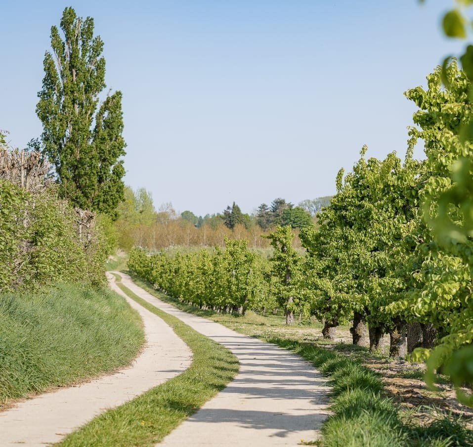 Een kronkelige weg omgeven door groene bomen en struiken, met een heldere blauwe lucht op de achtergrond.